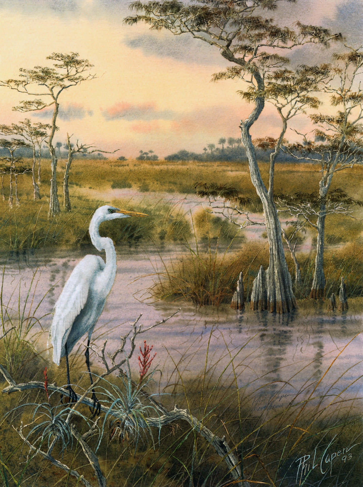 American Egret