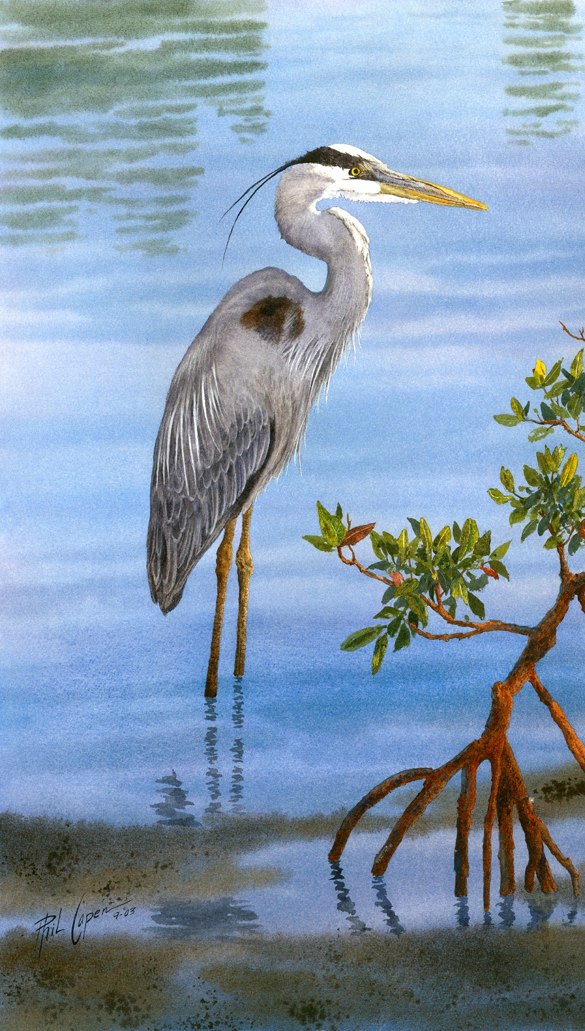 Great Blue Heron in the Mangroves