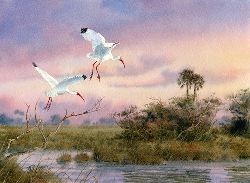 Ibis in Flight