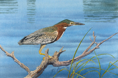 Little Green Heron