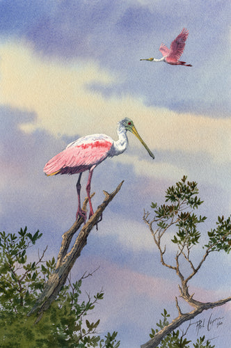 Roosting Spoonbills