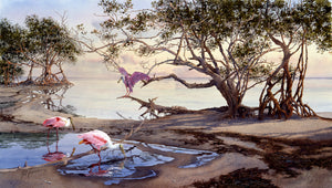 Roseate Spoonbills, Matheson Hammock
