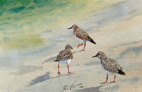 Ruddy Turnstones II