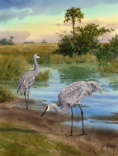 Sandhill Cranes