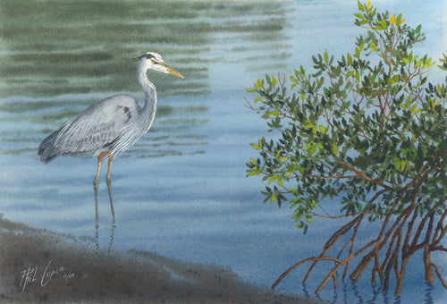 Wading Heron