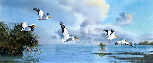 White Pelicans